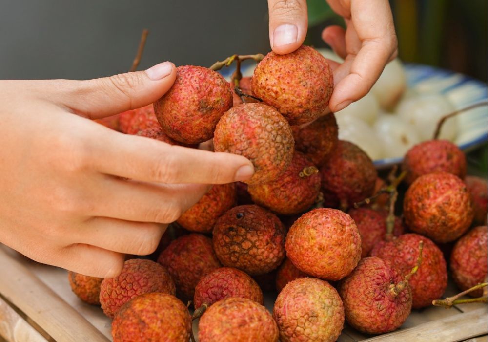 Chọn vải to đỏ đều tươi ngon
